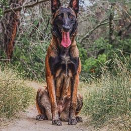 Enyo - Belgian Malinois