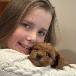 Cavachon and Cavapoochon Puppies from Forever Puppies 4U