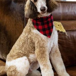 Poodles from EKY Poodles