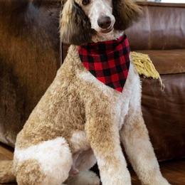 Poodles from EKY Poodles