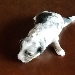 Miniature Australian Shepherd Puppies from Fisher Family Farms