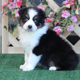 Madison - Black tri-color female Australian Shepherd puppy in Circleville, Utah from Canyon Creek Aussies