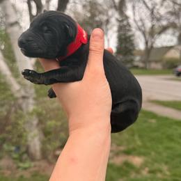 Carnation - Black and red male German Shepherd puppy in Perrysburg, Ohio from Fancy GSDs