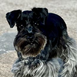 Rowen - Miniature Schnauzer