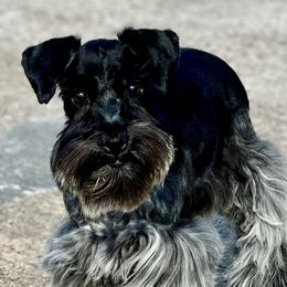 Rowen - Miniature Schnauzer