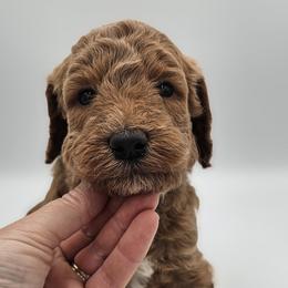 Blue Male - Red  male Goldendoodle puppy in Mocksville, North Carolina from Hunting Creek Farm & Kennel