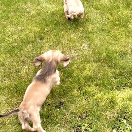 Dachshund Puppies from Northwest Dachshunds