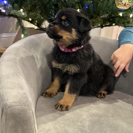 Pink girl - Black and mahogany female Rottweiler puppy in Auburn, California from Vom Haus Flores