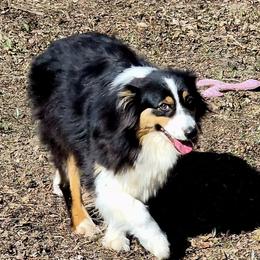 Nori - Australian Shepherd