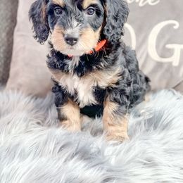 Bernedoodle, Cockapoo, and Goldendoodle Puppies from Danie’s Darling Doodles LLC