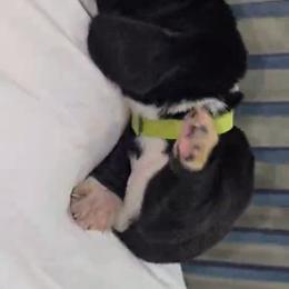Basset Hound Puppies from Buck Wild 4 Bassets