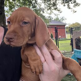 Boy 1st pick - Golden rust male Vizsla puppy in Boaz, Alabama from MountainTop Vizslas