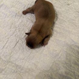 Ned - Liver male Shih Tzu puppy in Buffalo, New York from Irish Eyes ShihTzu