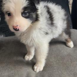 Junior mint - Blue merle female Australian Shepherd puppy in Chaplin, Connecticut from Mystic Moon
