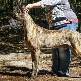 Great Danes from KindleFire Great Danes