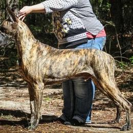 Great Danes from KindleFire Great Danes