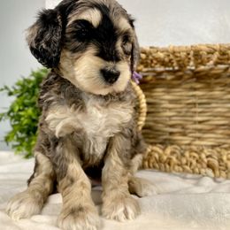 Cavapoo and Goldendoodle Puppies from AnnaBella Doodle