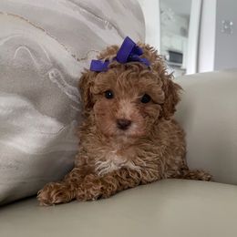 Blair - Apricot female Poodle puppy in Tampa, Florida from Designer Puppy Boutique