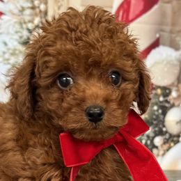 Cannoli 2 Lbs - Red  male Poodle puppy in Cape Coral, Florida from Ruby the poodle