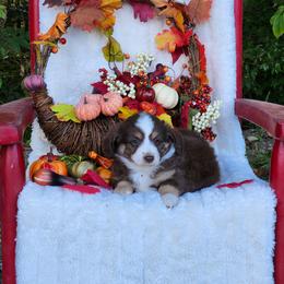 Wynonna - Red tri female Miniature Australian Shepherd puppy in Gainesboro, Tennessee from Family Tradition