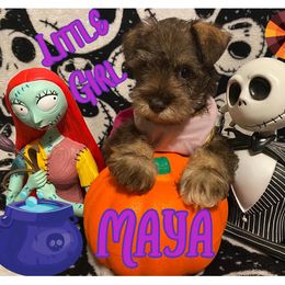 Miniature Schnauzer Puppies from Amaya Lara Schnauzers