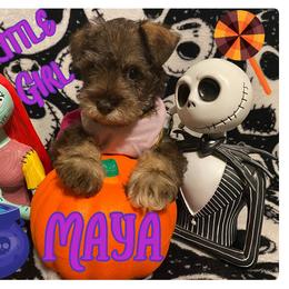 Miniature Schnauzer Puppies from Amaya Lara Schnauzers