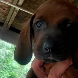 Redbone Coonhounds from Silver Creek Redbones