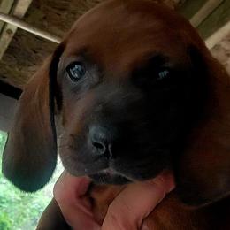 Redbone Coonhounds from Silver Creek Redbones