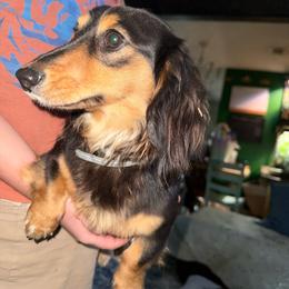 Elmo - Dachshund