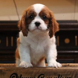 Girl 1 - female Cavalier King Charles Spaniel puppy in Wesley Chapel, Florida from Ohana Cavaliers