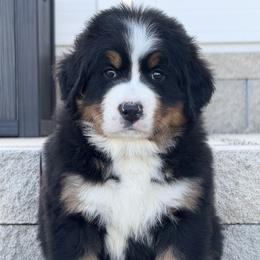 Rue - Black rust and white female Bernese Mountain Dog puppy in Saratoga Springs, Utah from Echo River