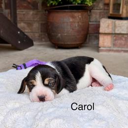 Carol - Black tan and white female Beagle puppy in Mansfield, Missouri from Rippee Creek Kennel