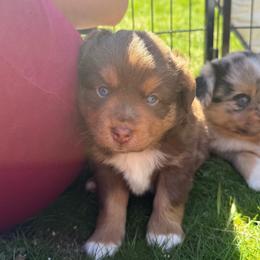 Justice - Red tri male Toy Australian Shepherd puppy in Medical Lake, Washington from MAS Gone Rogue