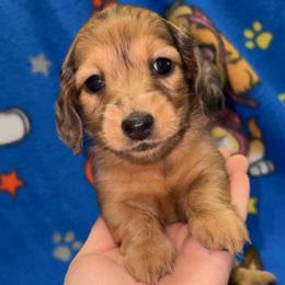Beth (PET ONLY) - Dapple female Dachshund puppy in Goldthwaite, Texas from Mini Mama Dachshunds