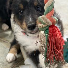 Pink - Black white and tan female Shetland Sheepdog puppy in Fontanelle, Iowa from Jensen Farms Shelties
