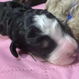 Java - Tri-color male Bernedoodle puppy in Pittsburg, Illinois from Doodles on Rock Creek
