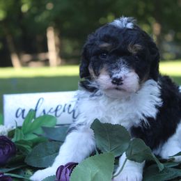 Aussiedoodle Puppies from Old Mills Aussiedoodles