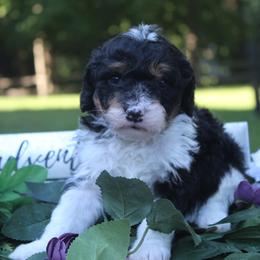 Aussiedoodle Puppies from Old Mills Aussiedoodles