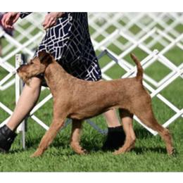 Lottie - Irish Terrier