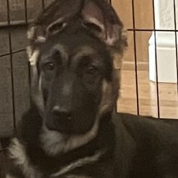 German Shepherds from Von Zecher German Shepherds