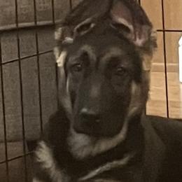 German Shepherds from Von Zecher German Shepherds