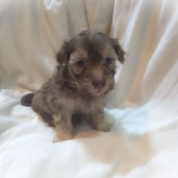 Blue collar - Chocolate male Havapoo puppy in Medina, Ohio from Momma's Minis