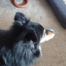 Shetland Sheepdogs from Faith Shelties