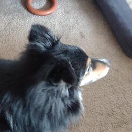 Shetland Sheepdogs from Faith Shelties