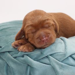 Taj - Red female Australian Cobberdog puppy in Bellingham, Minnesota from Whispering Prairie Australian Cobberdog