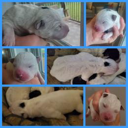 Bachelor Button - Blue male Australian Cattle Dog puppy in Monterey, Tennessee from Quarter Acre Farms