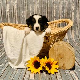 Miniature Australian Shepherd Puppies from Broken T Australian Shepherds