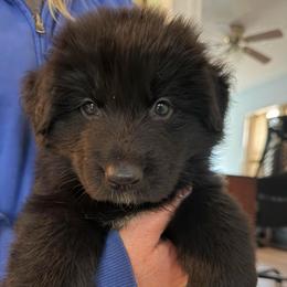 Boy 3 - Black male German Shepherd puppy in Bushnell, Florida from Central Florida Shepherds