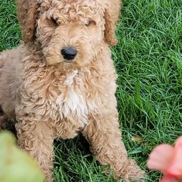 Goldendoodles from Dominique's Doodles