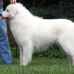Kuvasz All Grown Up from Double Ring Kuvasz